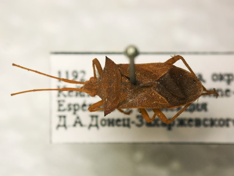 Cletus pugnator (Fabricius, 1787)